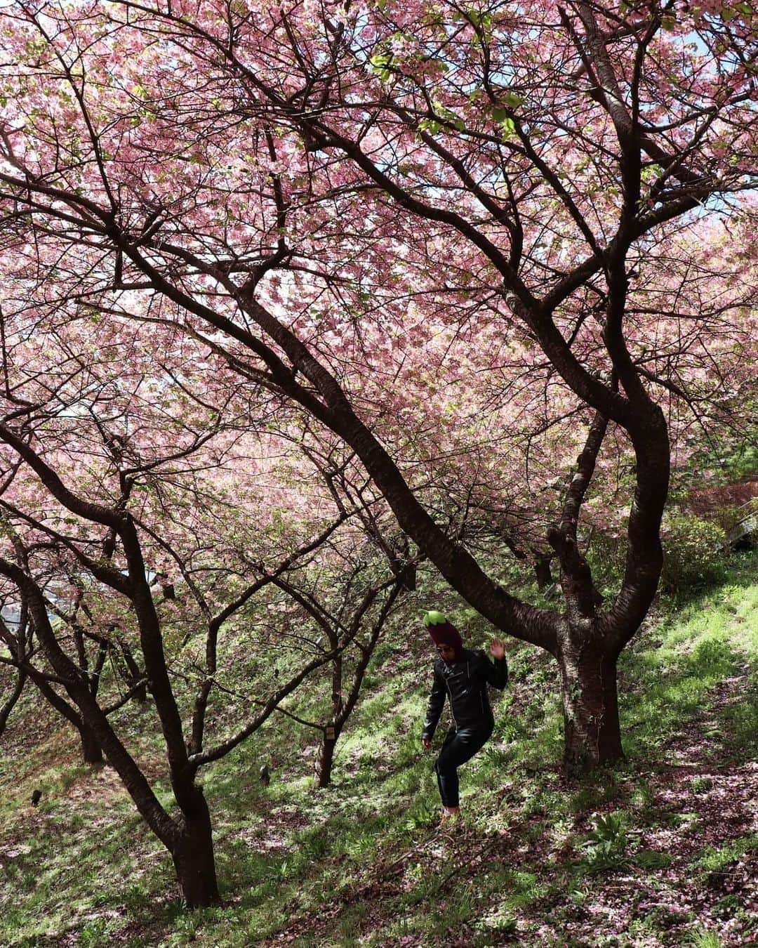 川原克己 さんのインスタグラム写真 - (川原克己 Instagram)「【なすびくんの妄想5.7.5】〜ソフトバンク編〜 . . . ビンタせず ケンケンだけで どこまでも . . . 松田『よし！ビンタや！いくぞ！』 . 今宮『急に？』 . 松田『しまった！空振った！』 ケンケンケンケン・・・ . 今宮『ケンケンで球場出ていった！』 . デスパイネ『モシ、ビンタサレテタラナンジデシタカ？』 . 今宮『は！？どんな質問？？、、ん？松田さんから電話や、もしもし？どこまで行ったんですか？』 . 松田『どこまでも行ってやろう！熱男！！』 . 今宮『は？？』 . #お花見  #桜なすび ※新作ポテンヒット出ました ↓  @potenhitofficial . ↑ここで商品紹介インスタライブしなす🍆 長い動画のアーカイブを残すためには少しフォロワーが足りないので フォローお願いしなす🍆🙏 . . デスパイネ『ナンジカラヤルノ？』」5月23日 11時55分 - tenjikunezumikawahara