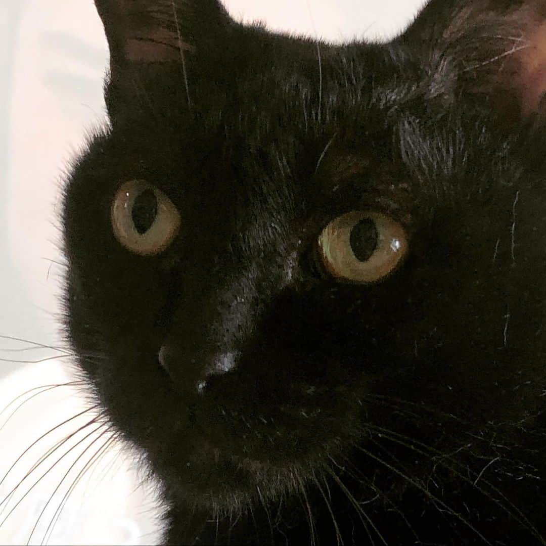 黃阿瑪的後宮生活さんのインスタグラム写真 - (黃阿瑪的後宮生活Instagram)「Socles：「原來如此，我懂了⋯嗯～你懂了嗎？」#Socles #神秘 #黑貓 #fumeamcats #黃阿瑪的後宮生活」5月23日 12時14分 - fumeancat