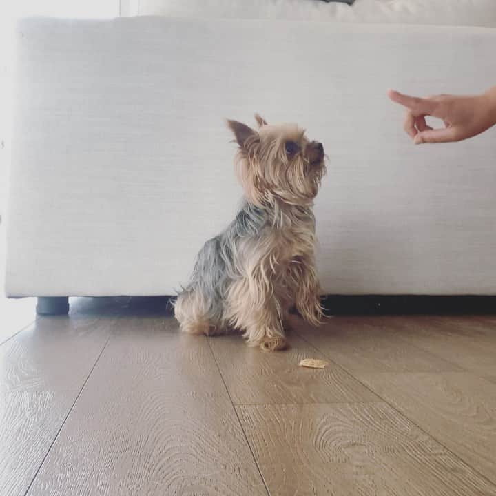 ジェシカ・バーチアーガのインスタグラム：「Who’s tried this challenge w their fur babies? You think Theodore passed? 🐶☺️ #fruitsnackchallenge」