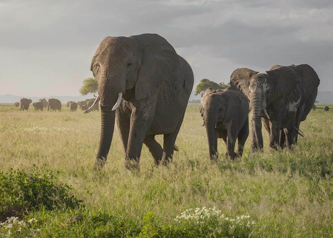 Chase Dekker Wild-Life Imagesのインスタグラム：「So many elephants, so many photos to go through. This one stood out to me the other day while processing some from my past Africa trip. The sun kept fading in and out through the distant storm clouds and was soft whenever it managed to emerge. This matriarch was leading her family of 12 while another 200 elephants still marched behind and another 300 or so were up ahead. Hard to keep your head screwed on straight during these daily marches.」