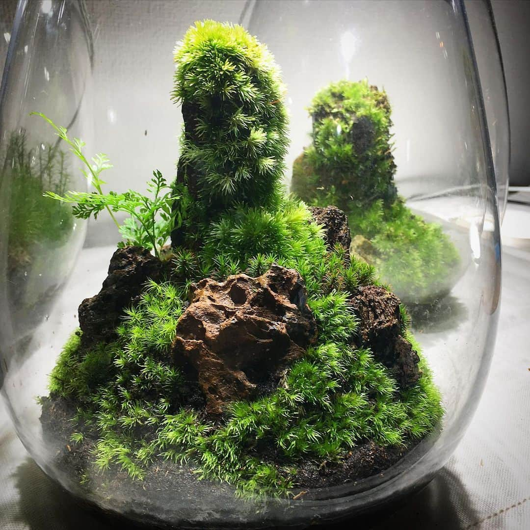 Mosslight-LEDさんのインスタグラム写真 - (Mosslight-LEDInstagram)「#mosslight#モスライト#苔#コケ#mossy#mossa#moss#terrarium #テラリウム#indoorgreen#plants#コケテラリウム#苔テラリウム#mossterrarium#mossarium#照明器具#lightingfixture#コケあかり#LED照明付テラリウム#パルダリウム#paludarium#インドアグリーン#照明デザイン#mosslightled#indoorgreens#インテリアグリーン」5月23日 5時53分 - mosslight1955