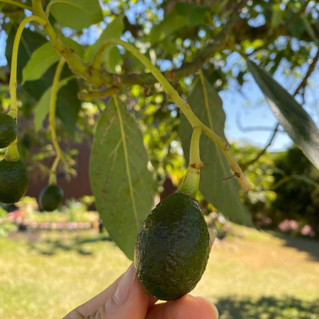 エビアン・クーさんのインスタグラム写真 - (エビアン・クーInstagram)「This week so far... 1. Mama got her hair cut, she’s feeling refresh.  2. Mini avocados 🥑 that’s still growing  3. At the store time to time  4. I’ve been in the water, enjoying me time.  Taking it day by day 🌈  元気になんとかやってます!ハワイはケースが少なくなって公園もオープン。マスクも強制につけなきゃいけないからちょっと変な感じだけどしょうがないよね。」5月23日 6時07分 - avian_official