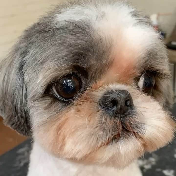 Dogs by Ginaのインスタグラム：「@gus.and.gizmo」