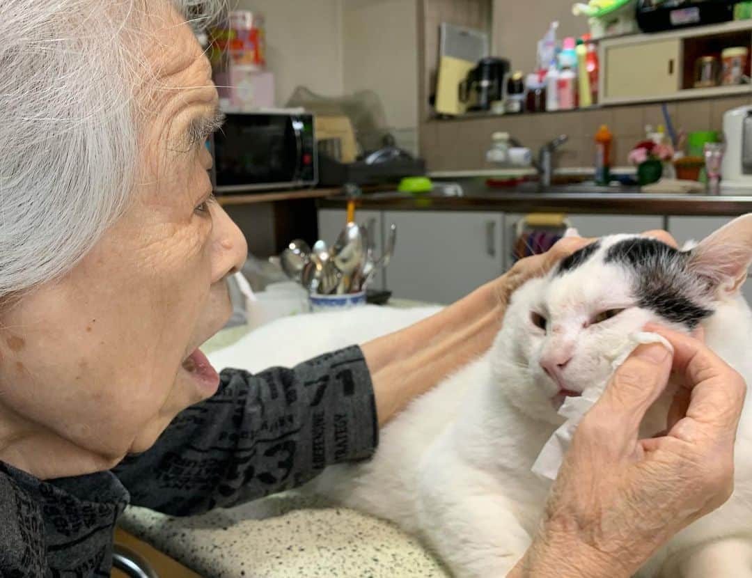 Kachimo Yoshimatsuさんのインスタグラム写真 - (Kachimo YoshimatsuInstagram)「今朝、バーバに目糞を取ってもらった。そのあと病院に行ってちょっとカイイ所を見てもらって、体重測ったら6.7kgだった。この家にお世話になって1.2kgこえた。食べすぎだな。 #うちの猫ら #nanakuro #バーバ #バーバと猫 #猫 #ねこ #cat #ネコ #catstagram #ネコ部 http://kachimo.exblog.jp」5月23日 12時37分 - kachimo