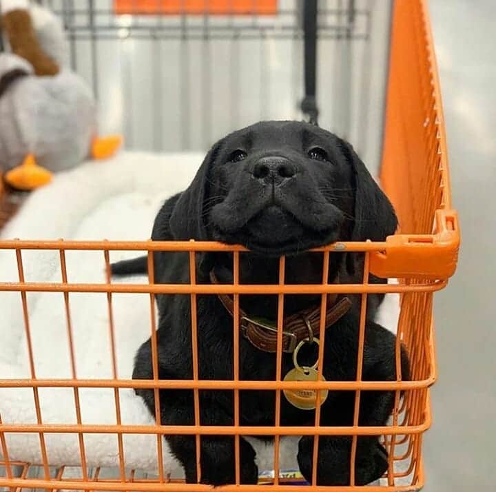 World of Labradors!さんのインスタグラム写真 - (World of Labradors!Instagram)「"I don't think I'm going to fit in this carriage much longer mom." - Beans @mymomcallsmebeans 2 months ago vs. now.」5月23日 7時15分 - worldoflabs
