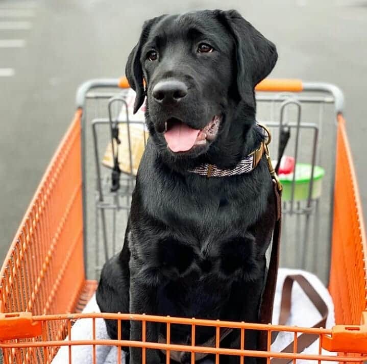 World of Labradors!さんのインスタグラム写真 - (World of Labradors!Instagram)「"I don't think I'm going to fit in this carriage much longer mom." - Beans @mymomcallsmebeans 2 months ago vs. now.」5月23日 7時15分 - worldoflabs