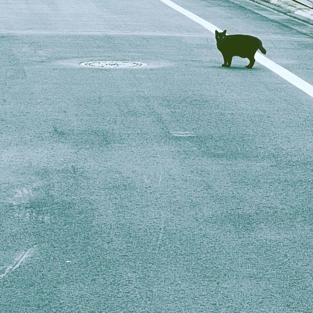 中野敬久さんのインスタグラム写真 - (中野敬久Instagram)「#cat #black #street #lookingback #gigi #hope」5月23日 7時23分 - hirohisanakano