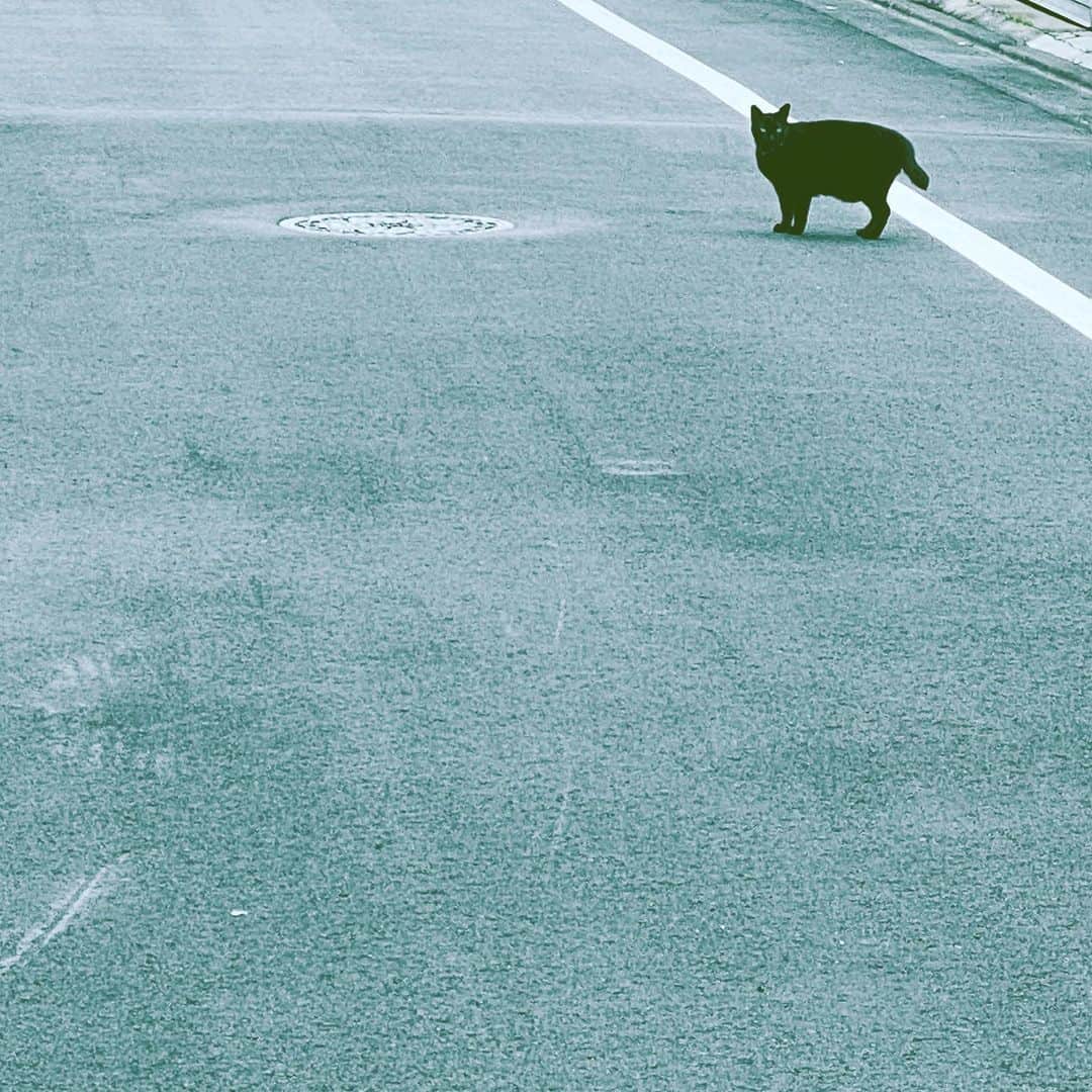 のインスタグラム：「#cat #black #street #lookingback #gigi #hope」