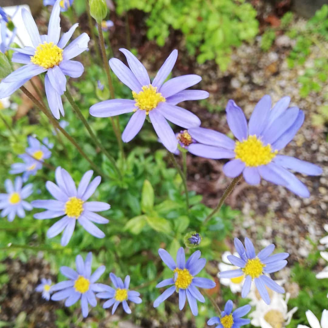 佐藤裕二さんのインスタグラム写真 - (佐藤裕二Instagram)「ブルーデイジー、咲きました。一番好きかもです。上手に育ちませんが。  素敵な週末になりますように🍀  #ブルーデイジー #ブルーデージー  #ブルー#ブルーライトアップ #花 #青い花 #やってみなはれ  #花おじさん  #メーテレ #佐藤裕二」5月23日 7時50分 - karaage_satou