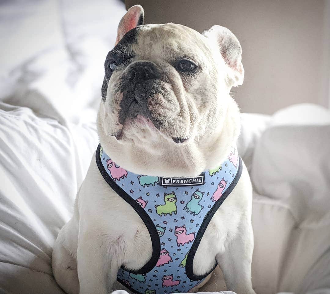 Manny The Frenchieのインスタグラム：「I'm more drama than a llama!🦙 . Harness @frenchie_bulldog」