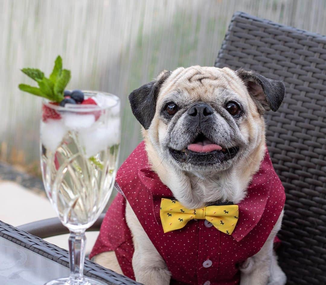 ロッコさんのインスタグラム写真 - (ロッコInstagram)「Friday cocktails with Rocco were always the best ❤️ . . . #Roccothepug #pugtender #barktender #pug #pugstagram #pugsofinstagram #dogsofinstagram #weeklyfluff #theweekoninstagram #austindogs #dogsofbark #teampixel #atx #buzzfeedanimals #speakpug #cocktails #imbibe #happyhour #craftcocktails」5月23日 8時04分 - roccothepug