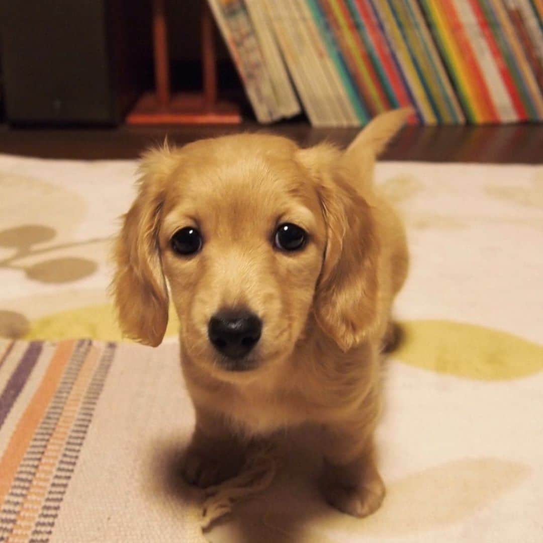 ハッチ＆ニコのインスタグラム：「Puppy Nico (2 months old)  久々の チビッコ写真を見せっこする親バカのタグ. #saturday_puppyfes . #チビnico #pecoいぬ部 #カメラ嫌い同好会  #犬の生活が第一 #癒しわんこ #dachshund #犬バカ部 #短足部 #ふわもこ部 #tokyocameraclub #東京カメラ部」