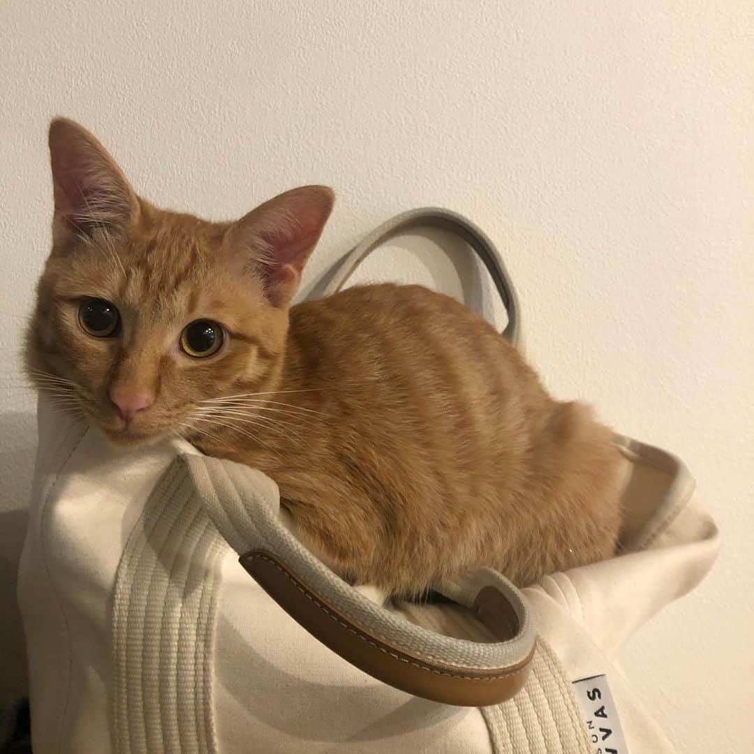 pon_0507のインスタグラム：「2020.05.23  昨晩のだい坊  #ぽん#マンチカン#だい#ごま#保護猫 #ねこ#ネコ#猫#茶白猫#灰#neko#cat #munchkin#munchkincat #orangecat#gingercat#inscatram #bestmeow#videobyanimals #catsofinstagram」