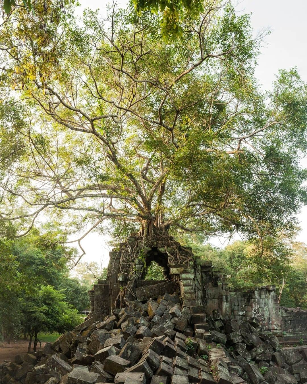 National Geographic Travelさんのインスタグラム写真 - (National Geographic TravelInstagram)「Photo by @taylorglenn | A magnificent tree rises from the ruins of Beng Mealea in Cambodia. This remarkable structure is believed to have been built in the 12th century. Unlike the more famous Angkor complex, this temple has not been restored, leaving nature to reassert itself among the sandstone blocks of which it was erected. Follow @taylorglenn for more from Cambodia and beyond. #Cambodia」5月23日 9時05分 - natgeotravel