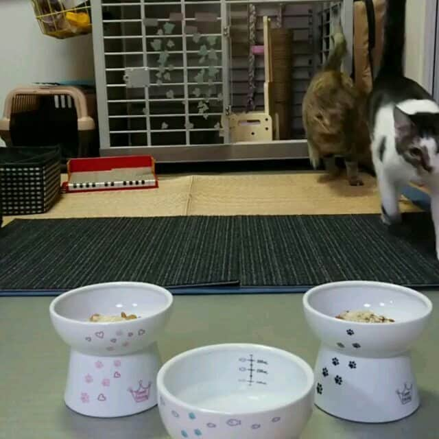 猫壱（ねこいち•ネコイチ）のインスタグラム