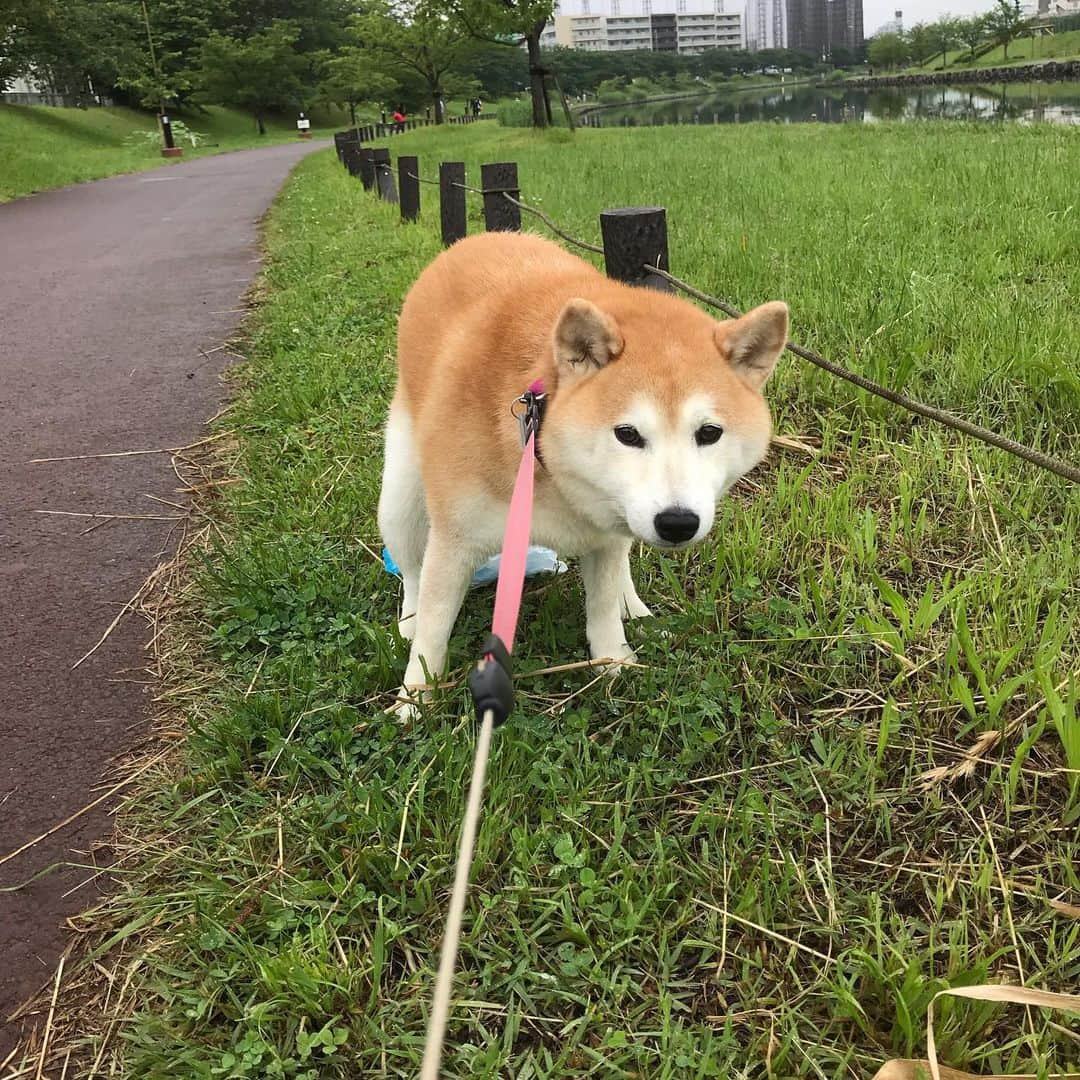 柴犬のモモさんのインスタグラム写真 - (柴犬のモモInstagram)「おはようございます。気まずいらしい #いぬ #イヌ #犬 #柴犬 #赤柴 #日本犬 #犬バカ部 #ふわもこ部 #いぬら部 #癒しわんこ #柴犬マニア #犬のいる暮らし #口角キュキュッと部 #shiba #shibainu #shibadog #dogstagram #dogsofinstagram #shibastagram #shibasofinstagram #shibamania #inu #instadog #toyota_dog」5月23日 9時34分 - shi_ba_i_nu_momo