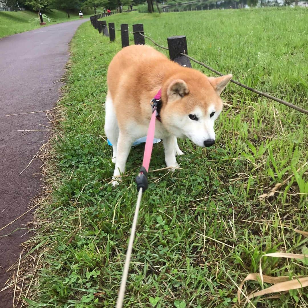 柴犬のモモさんのインスタグラム写真 - (柴犬のモモInstagram)「おはようございます。気まずいらしい #いぬ #イヌ #犬 #柴犬 #赤柴 #日本犬 #犬バカ部 #ふわもこ部 #いぬら部 #癒しわんこ #柴犬マニア #犬のいる暮らし #口角キュキュッと部 #shiba #shibainu #shibadog #dogstagram #dogsofinstagram #shibastagram #shibasofinstagram #shibamania #inu #instadog #toyota_dog」5月23日 9時34分 - shi_ba_i_nu_momo