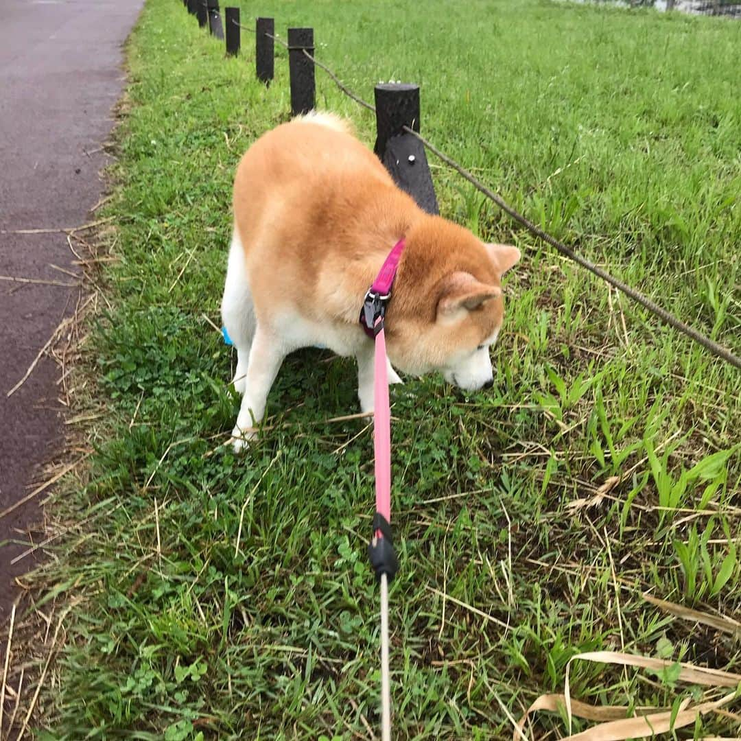 柴犬のモモさんのインスタグラム写真 - (柴犬のモモInstagram)「おはようございます。気まずいらしい #いぬ #イヌ #犬 #柴犬 #赤柴 #日本犬 #犬バカ部 #ふわもこ部 #いぬら部 #癒しわんこ #柴犬マニア #犬のいる暮らし #口角キュキュッと部 #shiba #shibainu #shibadog #dogstagram #dogsofinstagram #shibastagram #shibasofinstagram #shibamania #inu #instadog #toyota_dog」5月23日 9時34分 - shi_ba_i_nu_momo