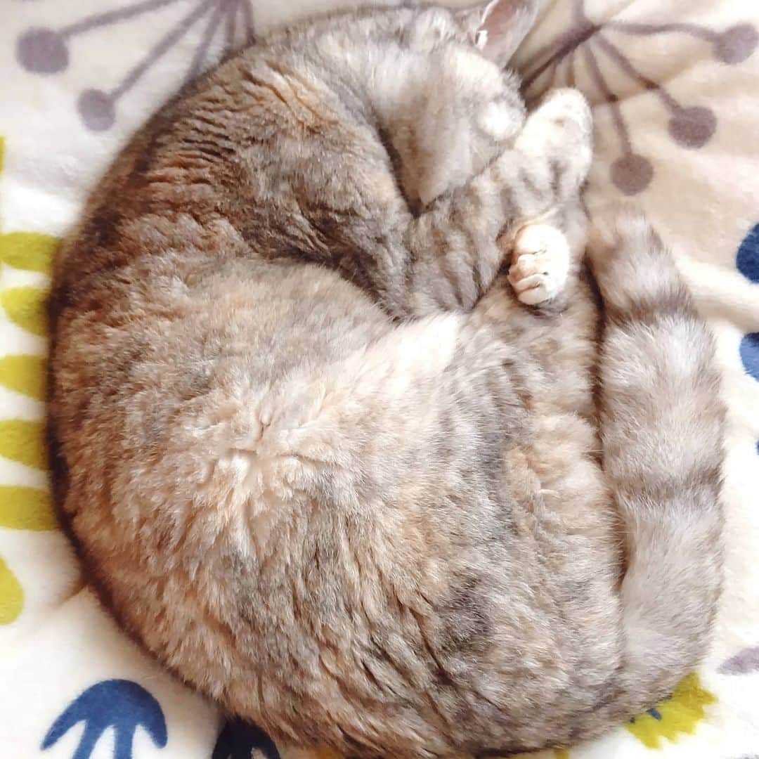 のインスタグラム：「20歳のにゃんこが描く円」
