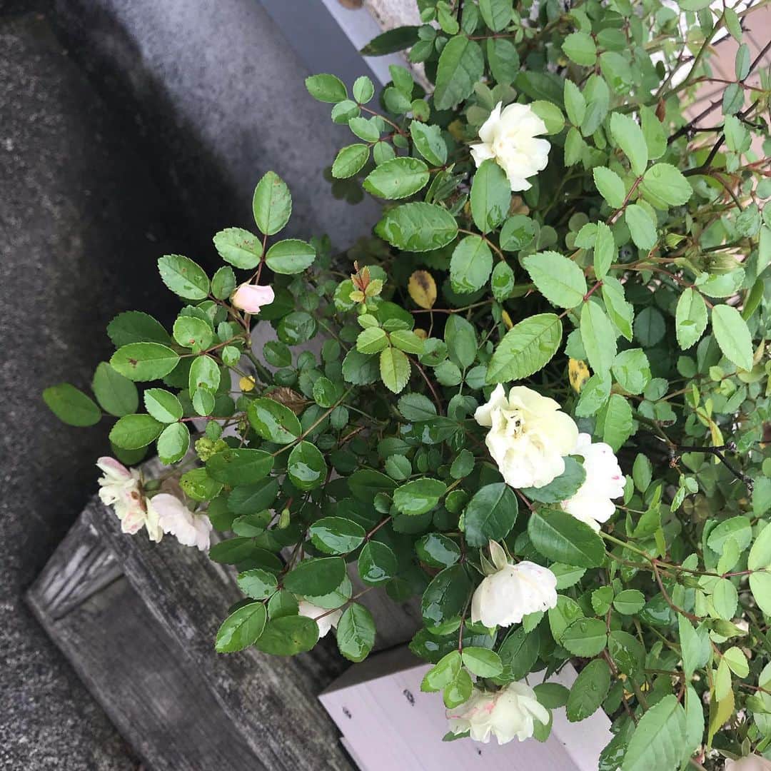 日暮愛葉さんのインスタグラム写真 - (日暮愛葉Instagram)「薔薇すごく沢山咲いてくれた！ 嬉しい🌹」5月23日 9時58分 - aiha_higurashi