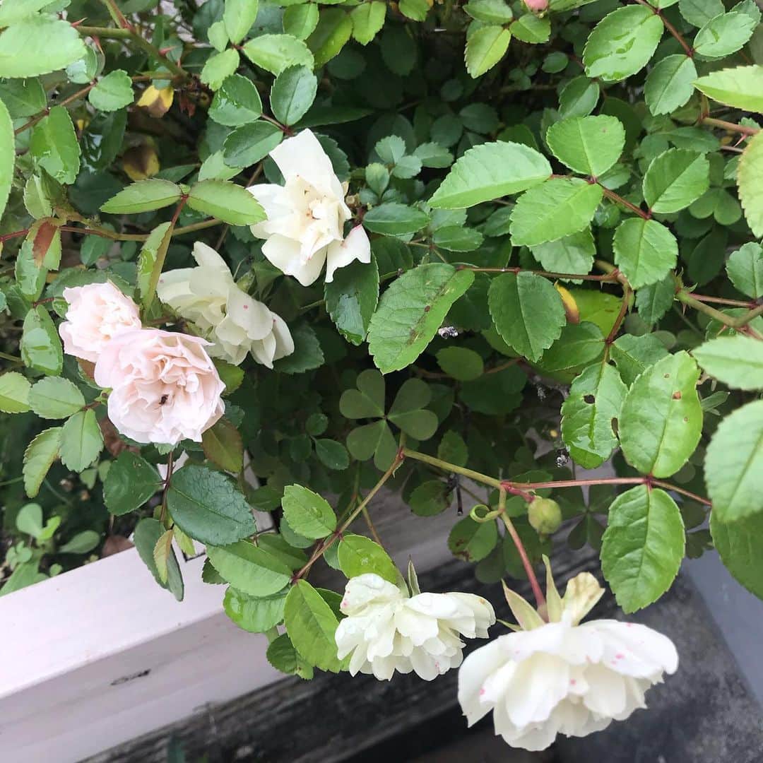 日暮愛葉さんのインスタグラム写真 - (日暮愛葉Instagram)「薔薇すごく沢山咲いてくれた！ 嬉しい🌹」5月23日 9時58分 - aiha_higurashi
