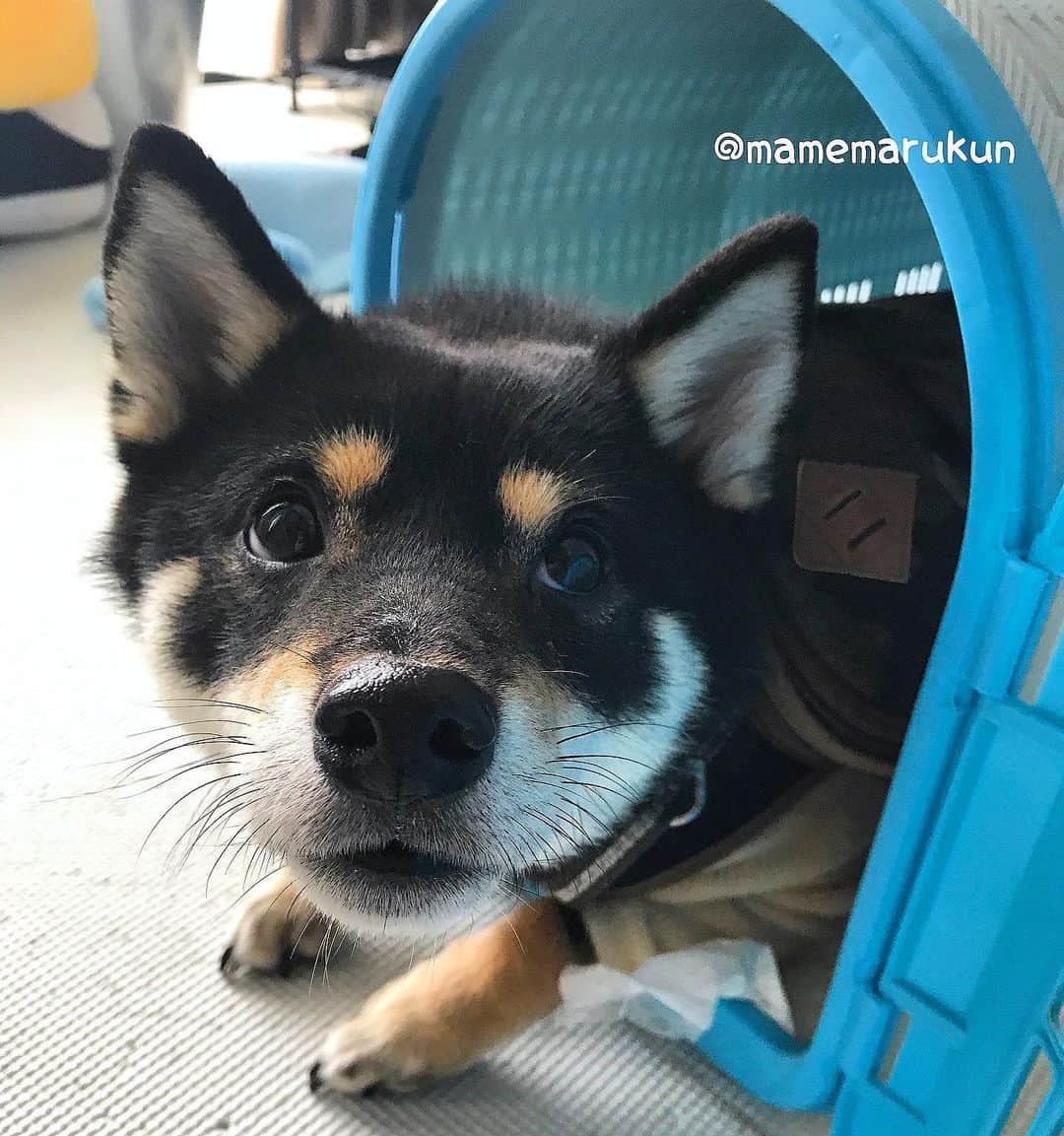 まめ丸のインスタグラム：「* * おさんぽがイヤでべっそー🏠に たてこもってた3ねんまえのぼく🐶💦 #お散歩イヤイヤ丸 シリーズ * I don't want to go for a walk🐶💦 * #突然だいすきになった4さいの春🌸 #人生わからないもんだね #まめ丸蔵出し📷 * #柴犬#豆柴#柴#黒柴#犬#しばいぬ#いぬのきもち#shiba#shibainu#shibastagram#shibadog#puppylove#puppy#instadog#dogstagram#dog#pet#petstagram#adorable#cute#cutedog#worldofcutepets#dailyfluff#weeklyfluff」
