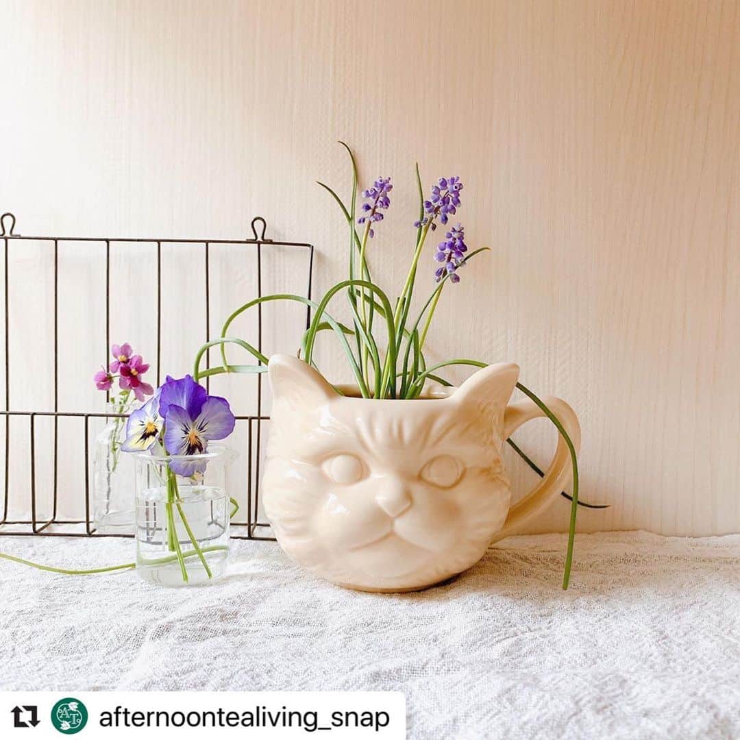 Afternoon Teaのインスタグラム
