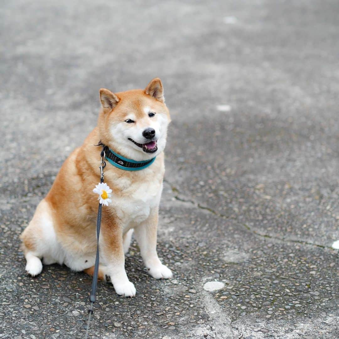 まる（まるたろう）さんのインスタグラム写真 - (まる（まるたろう）Instagram)「Good morning!!✨🐶✨おはまる〜！まる地方は今日までお天気が良くないみたいなの #今週はずっとお日様見てないな #毛皮かびちゃうよ #お家でゴロゴロしてよっか #もう少しステイホームだね」5月23日 10時27分 - marutaro