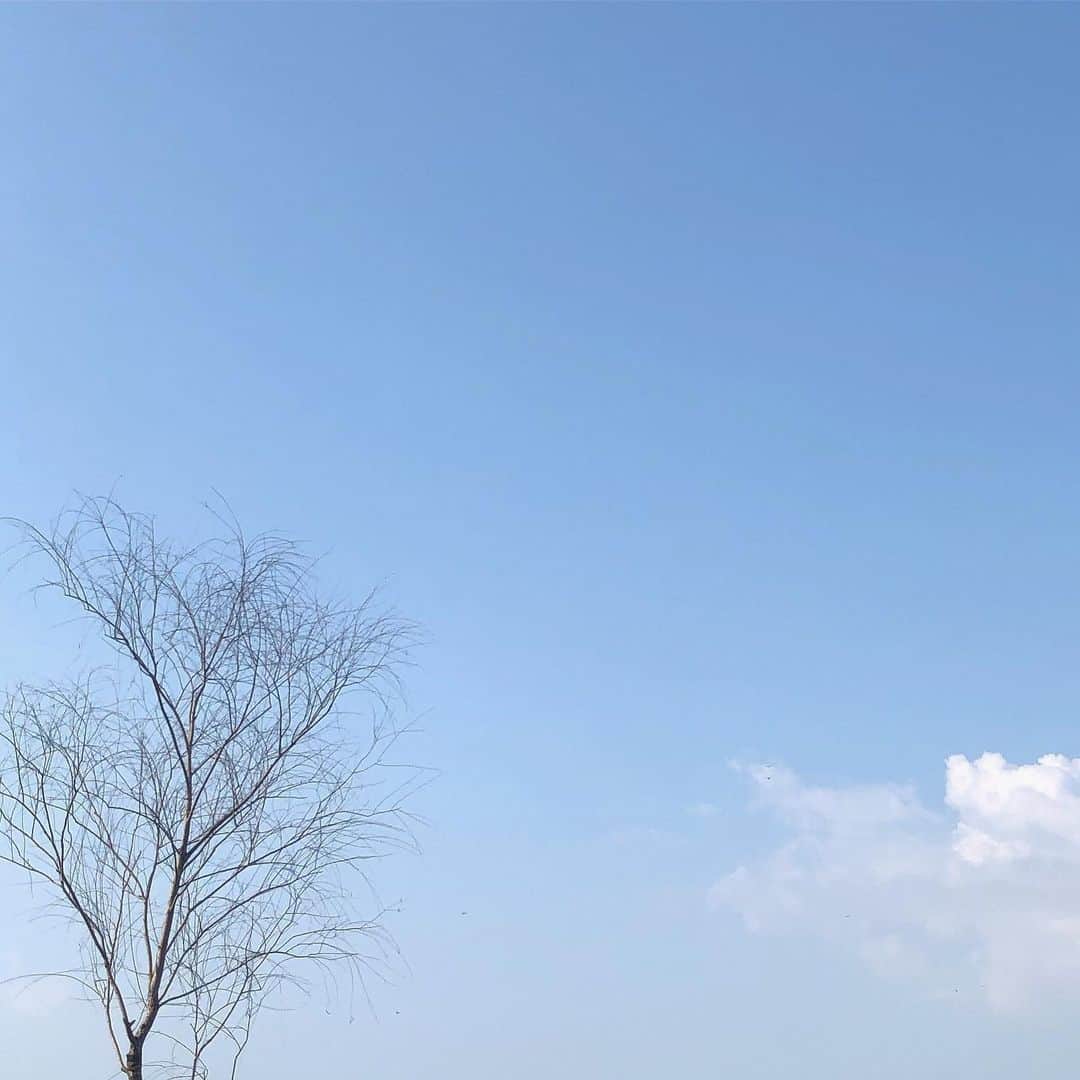 横山紗弓さんのインスタグラム写真 - (横山紗弓Instagram)「🌳☁️ #お空集」5月23日 10時39分 - 1129sym