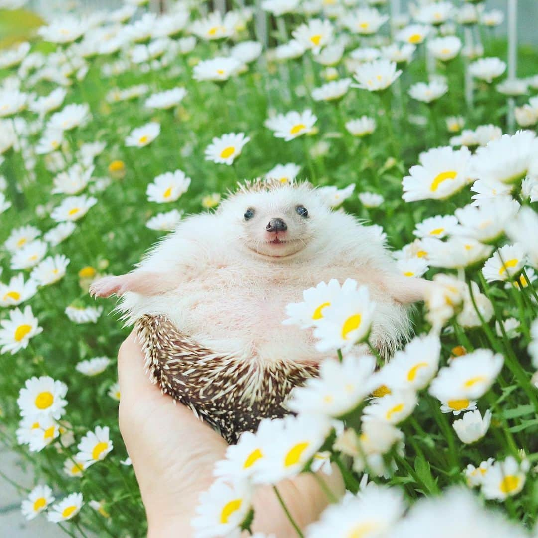 あずきさんのインスタグラム写真 - (あずきInstagram)「Flower bed🌼🌼🌼 二日前からご飯を置く場所を変えたら、最初は今までのご飯コーナーに向かう事が判明😲その後スンスンしながら新しいご飯場所に行って食べてました。ハリネズミもいつもの習慣ってのがあるようです😄 . #flowerbed #花畑 #はりねずみ #ハリネズミ #hedgehog #pygmyhedgehog #lovelypet #cuteanimals #はりねずみのもなか #hedgie #Hérisson #igel#riccio #Erizo #고슴도치 #刺猬 #hedgehogazuki  #hedgehogsofinstagram #animaladdicts #cuddles #meowed #petscorner  #cutepetclub #worldofcutepets #animalvibes #gotchaday #cozy」5月23日 10時43分 - hedgehog_azuki