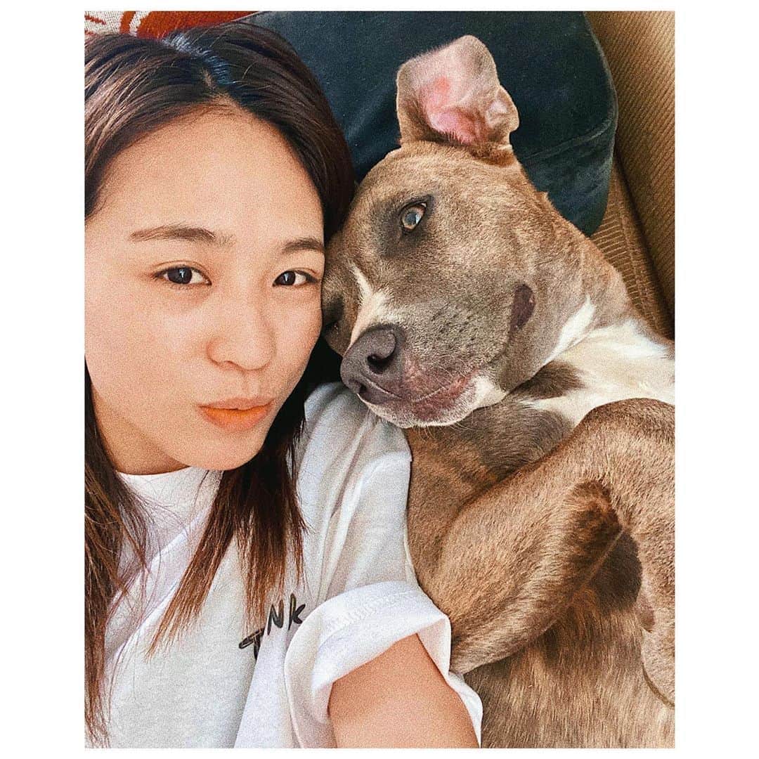 のインスタグラム：「“ #family #pitbull #love #stayhome #ピットブル #🐶 . . . 9 months baby dog nap time...🐶💤」