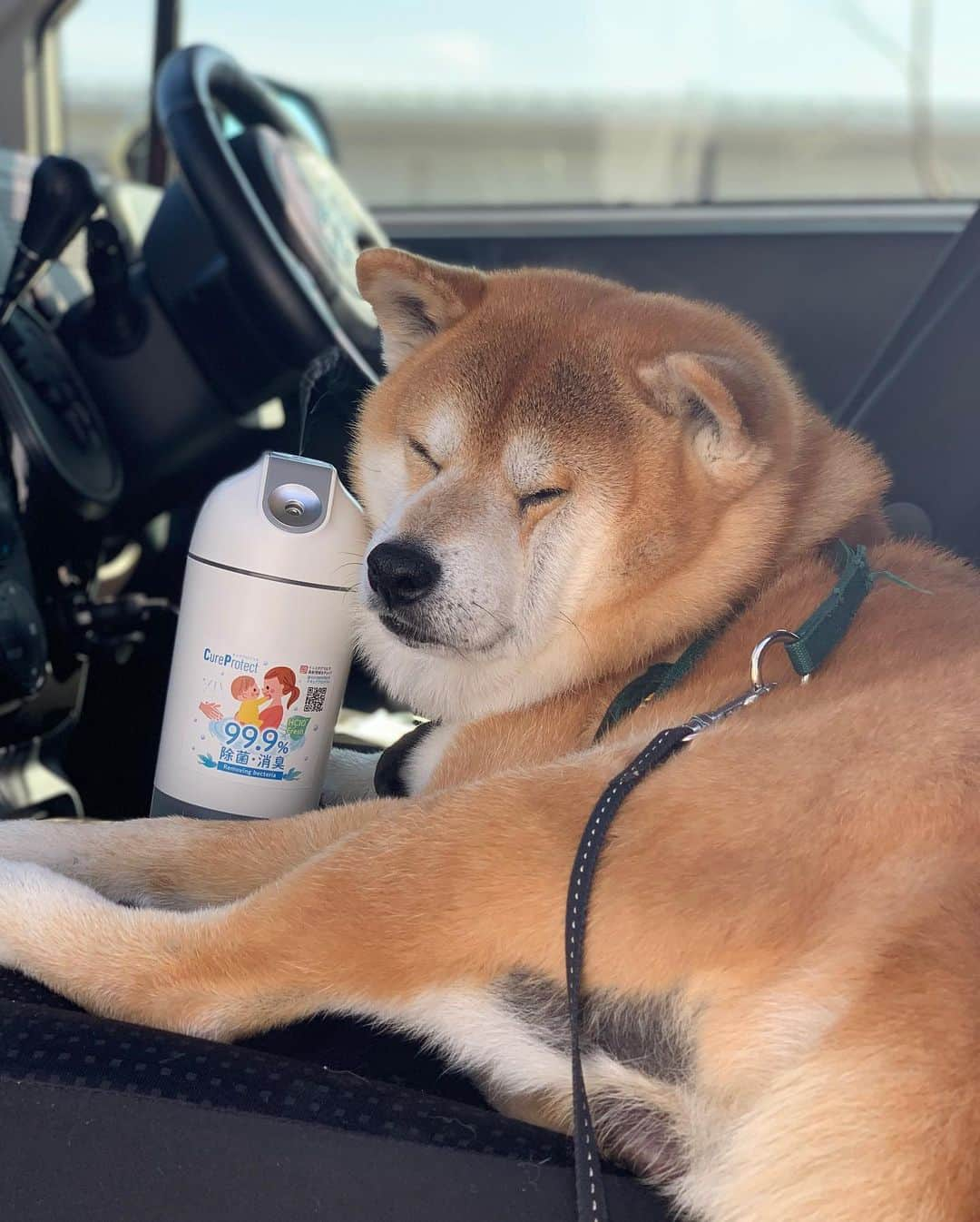 shibainu berryさんのインスタグラム写真 - (shibainu berryInstagram)「🐻🦊I take deodorant measures with sanitization with hypochlorous acid water✨ とにかく消臭と除菌対策にうるさい我が家😑 気になってた次亜塩素酸水キュアプロテクト @cureprotect ゲット😆 次亜塩素酸水は噴霧することで目、鼻、口、喉に付着したウィルスを不活性化✨空間を除菌することができるよ🤗 うちは家にはジアイーノ2台置いてるからキュアプロテクトの携帯用を車に乗せたよ🚙 (ジアイーノは空気清浄機ではなく、次亜塩素酸で除菌、脱臭✨コロナの前からべりむくの消臭対策で置いてます) キュアプロテクトはワンコの口に入ってしまっても問題ないから安心🤗 #キュアプロテクト#除菌消臭#日本製#ペットも安心#次亜塩素酸水#ウイルス対策#空間除菌 #PR #❤️迷子犬の掲示板スタッフ @maigo_dog  #❤️迷子犬の掲示板四国 @maigo_dog_shikoku #めざせ迷子犬ゼロ👌 #柴犬 #べりやん #べりむく #多頭飼い #berry #shiba #shibainu  #shibainumania #shibastagram #instashiba #ぷにっと部 #口角キュキュッと部  #チーム俺様 →部員絶賛募集中 #shiba_snap #proudshibas #west_dog_japan #サンデイ #instagramjapan #pecoいぬ部」5月23日 20時46分 - shibainu.berry