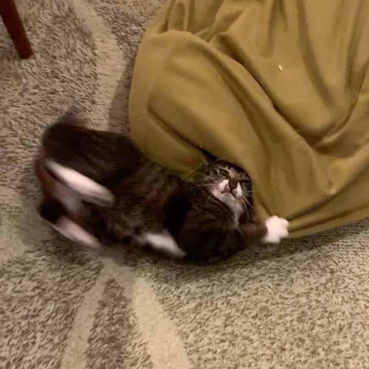 takegaeruのインスタグラム：「てんちゃん、しばらく会わないうちにアピールが激しくなってる（笑 #猫 #cat #よもねこ #よもぎねこ #キジトラ #きじとら」