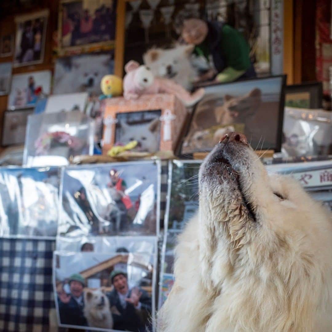のインスタグラム：「食べる寝る 一声吠える 我は有り  #busakawa #longhair #longcoat #akita #akitainu #dog #wasao #ぶさかわ #長毛 #秋田犬 #わさお」