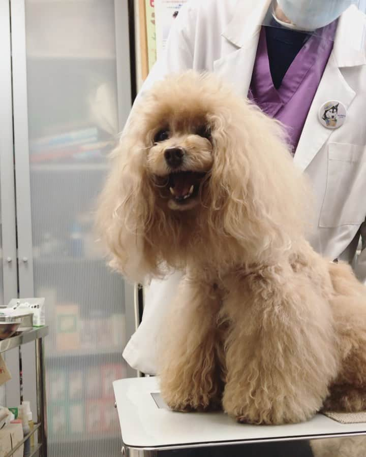 Toypoodle Mikuru?Asakusa Tokyoのインスタグラム