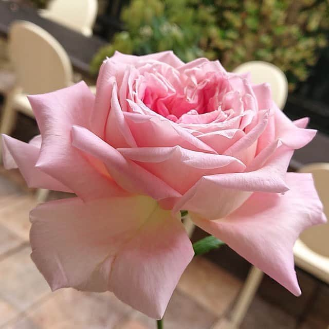 大地真央さんのインスタグラム写真 - (大地真央Instagram)「今日の🌹DAICHIMAO🌹 末っ子🌹は今日のような曇り空でもすくすく育ち すっかり大人っぽくなりました˚✧₊⁎❝᷀ົཽ≀ˍ̮ ❝᷀ົཽ⁎⁺˳✧༚ 三番花🌹は変わらず見上げながら、 成長を見守っています（╹◡╹） ． #DAICHIMAO🌹 #薔薇 🌹 #ピンク 🌹 #四季咲き  #テラス 🍀🍃🌿🌱☘ #イタミローズガーデン 🌹#寺西菊雄 さん #家に居よう #自粛 #自粛の過ごし方 #笑おう #有意義な時間  #大地真央  #MAODAICHI」5月23日 12時51分 - daichimao_official