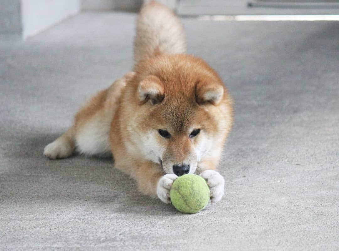 柴犬たま Shibainu Tamaさんのインスタグラム写真 - (柴犬たま Shibainu TamaInstagram)「こねこね…こねこね…﻿ ﻿ 珍しくコイちゃんがボール遊び🐶⚽﻿ ﻿﻿﻿ Caption trans🇬🇧﻿﻿﻿ Koi is unusually playing with the ball🐶⚽﻿ ﻿﻿﻿ #たま家族 #柴犬コイ #柴犬トロ #柴犬ウニ #おしゅし兄弟 #仲良し兄弟 #ボール遊び #こねこね #かなりひし形 #ふわもこ #プリケツ #しっぽモフモフ﻿﻿ #柴犬 #shiba #shibainu #shibastagram #犬 #dog #柴犬子犬 #子犬 #shibapuppy #shibainupuppy #puppy #多頭飼い」5月23日 13時23分 - tama7653