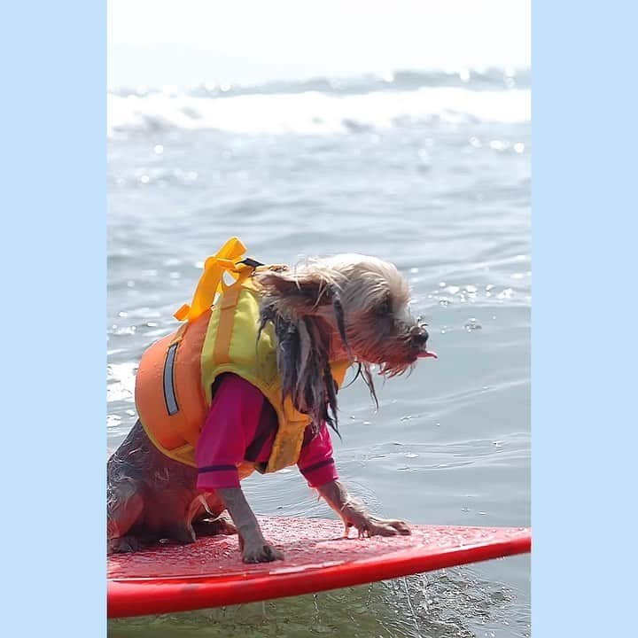 坂本陽子のインスタグラム：「🏄‍♂️﻿ 若い頃は、バリバリのサーファー🌊だったトト。﻿ ﻿ 毎週のように、一緒に海で遊んでました😊﻿ ﻿ ヨーキーだけど、しっかりした筋肉だったのは、﻿ きっと、海で鍛えたからかなぁ？﻿ ﻿ 波にまかれても、﻿ 誰にも助けを求めずに、﻿ ひとり砂浜に向かって、﻿ 一生懸命に犬かきをする姿は、﻿本当に男らしく、カッコ良かった❣️❣️﻿ ﻿ まさに、サーファーの鏡❣️﻿ ﻿ 今頃は、🌈でも、サーフィンして、﻿若い女子をブイブイ言わせてると﻿思います😊😊﻿ ﻿ まだまだ寂しいけど、﻿ 心の中にいつも一緒にいるトト。﻿ ﻿ これからも、男らしく、﻿ 🌈から見守ってネ😊﻿ ﻿ #サーファー犬#サーフィン#サーファー#ヨーキー#18歳犬#シニア犬#虹組#お空組#秘密結社老犬倶楽部天国支部」