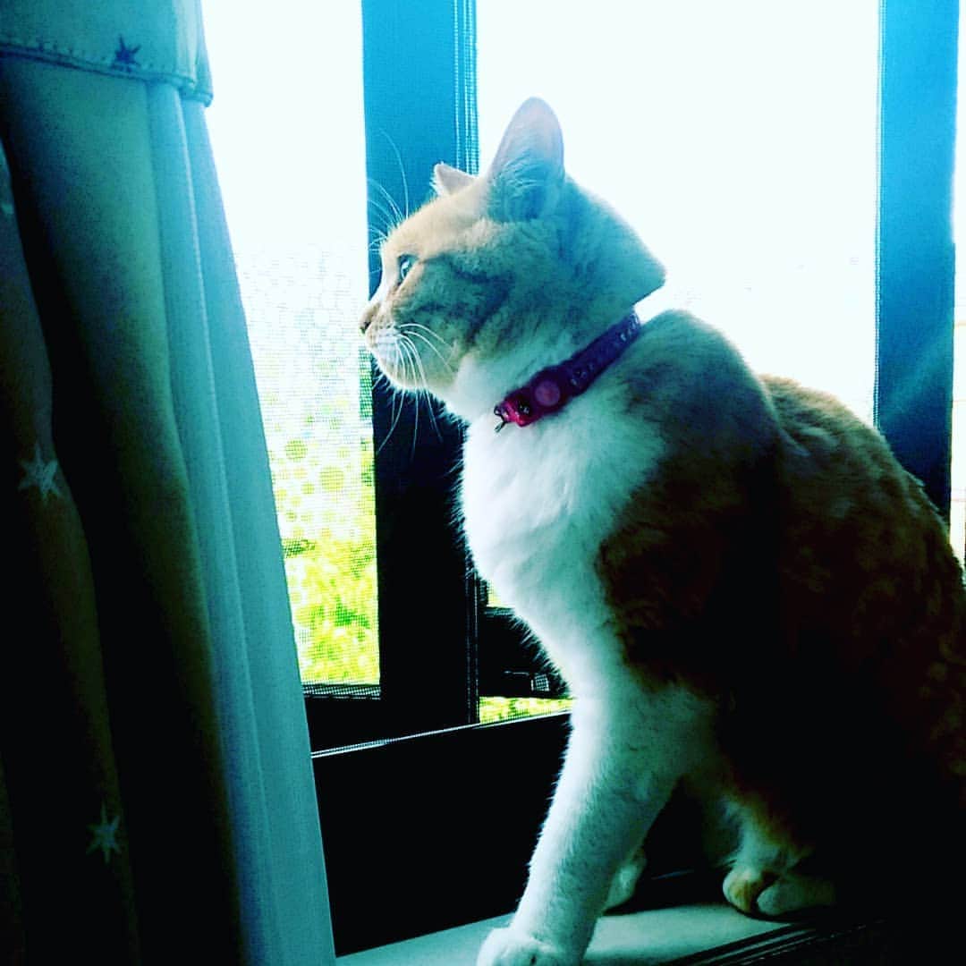 高口里純さんのインスタグラム写真 - (高口里純Instagram)「あの子との関係が悪化により、個室生活のメルシーさん🙀少し落ち着いたけど、猫ホスト家業に明け暮れるあたくし😑なんでこんなに仲が悪いのか…  #猫#茶白猫#ねこすたぐらむ #にゃんすたぐらむ🐾  #cat#catstagram #pet#petinstagram」5月23日 13時55分 - takaguchijay
