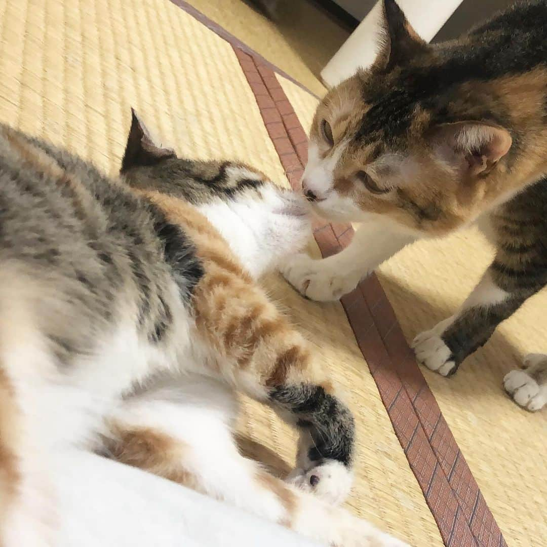 長久梨那さんのインスタグラム写真 - (長久梨那Instagram)「． ちゅっ💋 奇跡の一枚🐱✨ #キスの日 #猫 #ねこ #ネコ #三毛猫 #保護猫 #猫のいる暮らし #猫のいる生活 #猫好き #猫好きさんと繋がりたい #ねこすたぐらむ #にゃんすたぐらむ #奇跡の一枚 #フォローミー #japan #cat #cats #catsofinstagram #catstagram #catlover #kiss #followme」5月23日 14時03分 - rinanagahisa