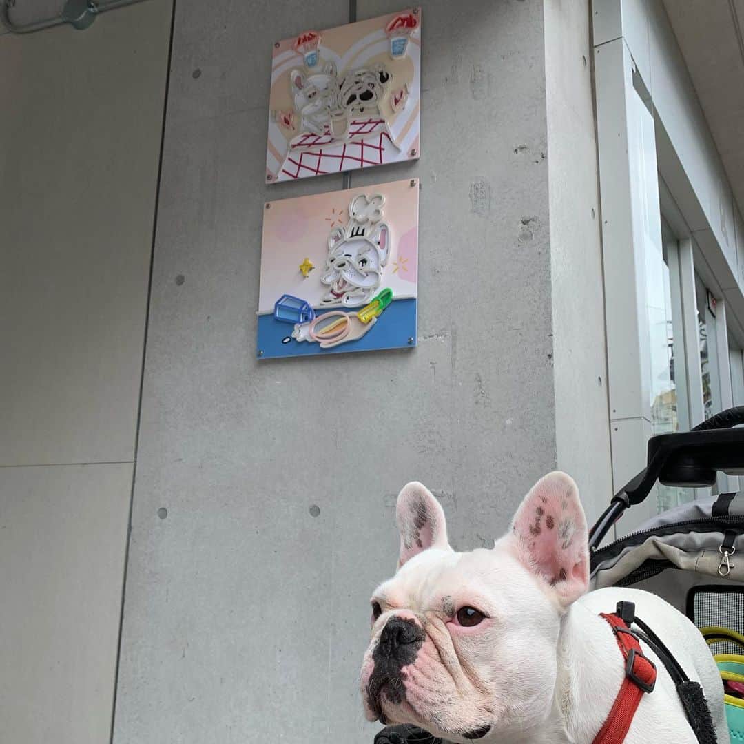 なべやかんさんのインスタグラム写真 なべやかんinstagram マイリー散歩 街にあるフレブルを見付けると嬉しい Buhi ブヒ ぶひ フレンチブルドッグ フレンチブルドック フレブル フレンチブル 鼻ぺちゃ はなぺちゃ Frenchbulldog Buhistagram フレブル