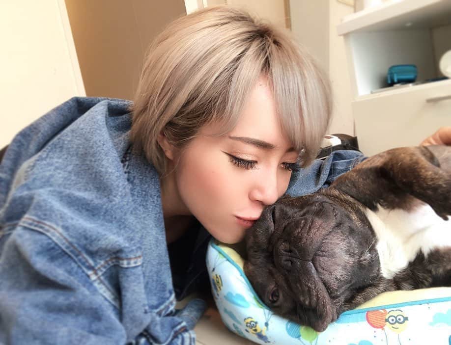のインスタグラム：「こたろうの去勢手術が 一昨日無事終了しました‼️﻿ 幼い頃からずっと犬を飼いたくて﻿ 大人になり、念願叶って﻿ 迎え入れたのがこたろうです🥺✨﻿ ﻿ ﻿ ぬいぐるみ🧸とは違って小さな体の中に﻿ しっかり心臓が動いていて、﻿ 一生懸命生きてます﻿ 本当に毎日世話が焼けるけど﻿ 私たち夫婦にとって家族であり宝物です😌﻿🎀 ﻿ ﻿ 去勢手術をするかどうか迷っていたら﻿ もう3歳になってしまいました。﻿ ずっと連れ添ってきたタマチャンズ👬﻿ を取るのは少し可哀想な気もしましたが﻿ おじいちゃんになった時に去勢をしていれば 防ぐことができた病気で苦しむのは、 あまりにも可哀想だと思い ﻿ ずっとそばにいられる、この期間に﻿ 手術を受ける決意をすることができました！﻿ ﻿ ﻿ 回復も順調で、すっかり元気です🥺‼️﻿ 月曜には抜糸をして全て終了です♪﻿ こたはタマチャンズが無くなってしまったけど﻿ 本当に強い男の子です😌✨﻿ ﻿ ﻿ これからも長生きしてね🐶﻿ ﻿ ﻿ ﻿#応援してくださった方ありがとうございました！ #フレンチブルドッグ ﻿ #去勢手術﻿ #こたろう﻿ #家族 #タマチャンズ﻿ #ペット﻿ #ぶさかわ ﻿」