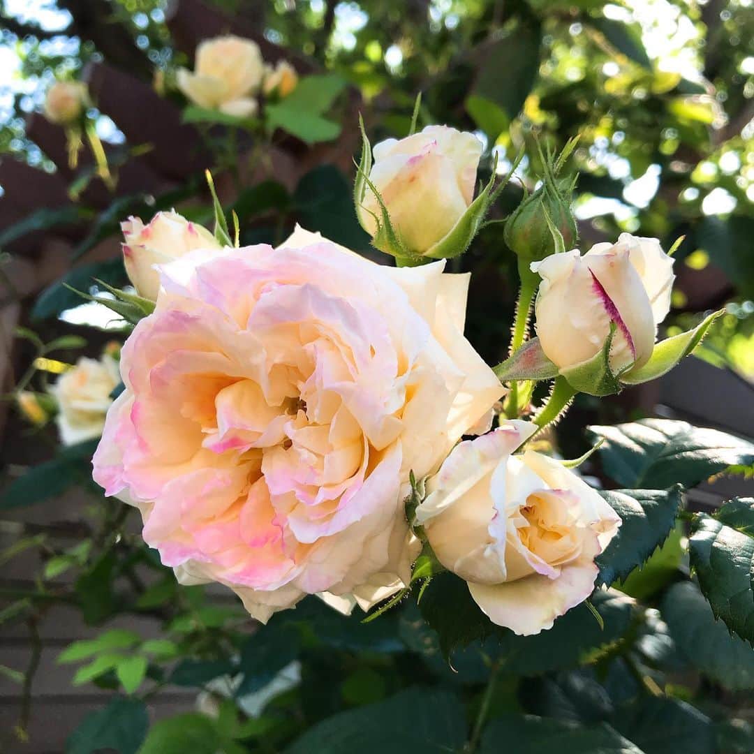 益子直美さんのインスタグラム写真 - (益子直美Instagram)「最後に開花したのは、 『ロソマーネジャノン』と『トイ！トイ！トイ！』 どのバラもまだまだ蕾がたくさん！  自粛生活に癒しと彩りを与えてくれてありがとう♡  #garden  #gardening  #rose  #ロソマーネジャノン  #トイトイトイ  #バラ  #stayhome」5月23日 15時29分 - naomi.masuko