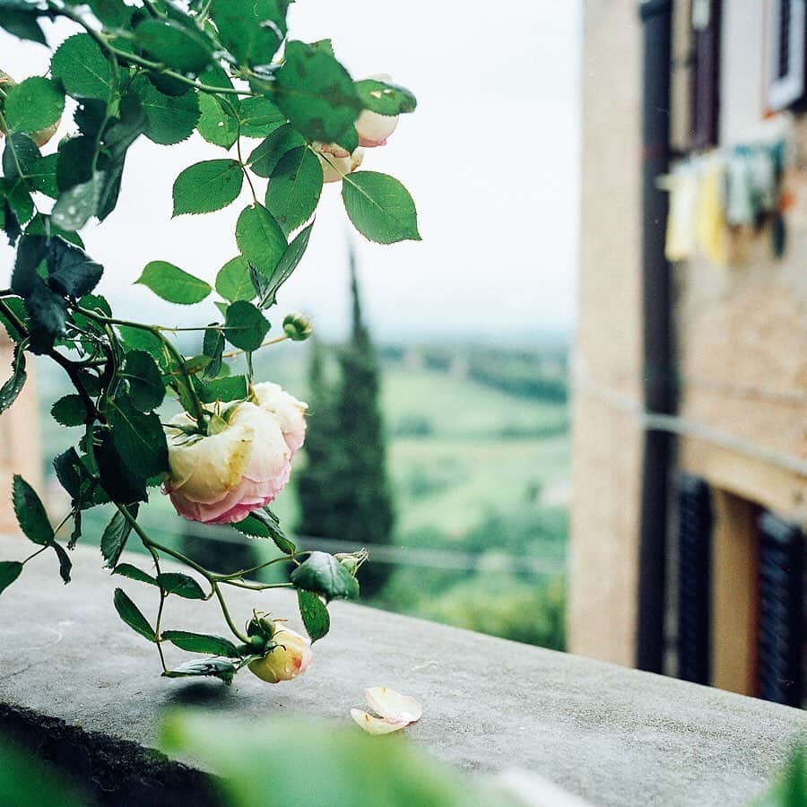 美紀さんのインスタグラム写真 - (美紀Instagram)「San Gimignano, ltaly 2010 swipe left to see more images.  ちょうど今頃 5月にトスカーナを旅した  ふと旅先で食べた絶品スープ あまりの美味しさに翌日も通った リボリータスープが食べたくなって 冷蔵庫にあるもので久々に作った 次の日もその次の日も美味しくなるスープ 忘れられない旅フード  1.2kgのオリーブボードを バックパックに詰め込んで気合いで 旅から持ち帰ったのもよい思い出 今でも大事に使ってる  サン・ジミニャーノの旅フォト 久しぶりに見たら また行きたくなった いつかまた行ける日を願って  写真集にはのってないフォトも スライドしてね  FIGARO's blog UP ↑ トスカーナ風リボリータスープの休日 合わせて見てくださいね  San Gimignano, ltaly 2010  #rolleilife #miki_rollei_shot #miki_travel_life #miki_rolleilife_photobook」5月23日 16時00分 - miki_rolleilife