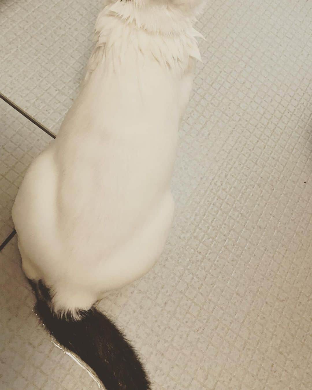 Siznaのインスタグラム