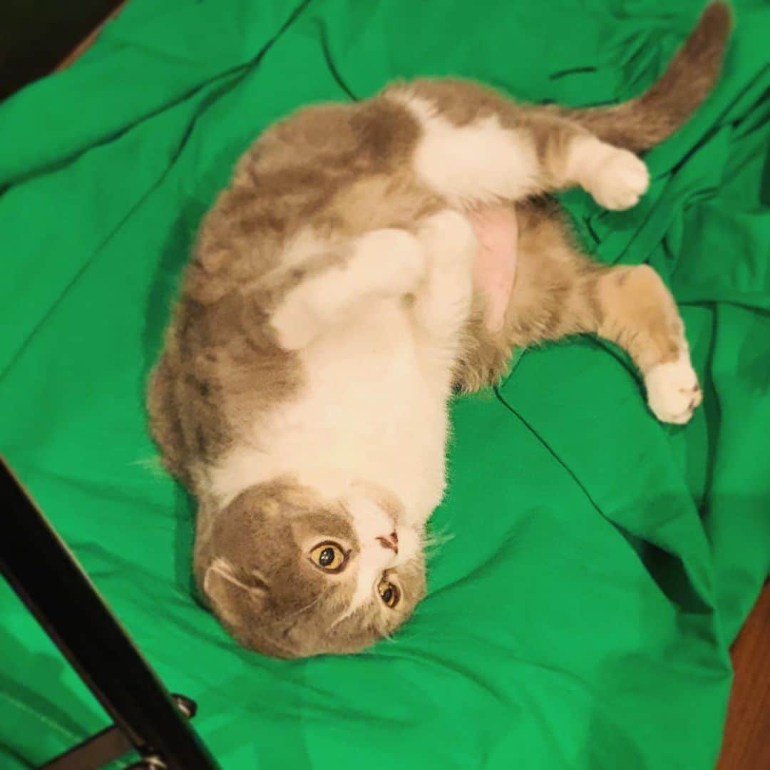 CUTTさんのインスタグラム写真 - (CUTTInstagram)「My cat is laying on my green screen for chroma keying!  撮影用の #グリーンバック 布置いてたらいつのまにかカフカがわがもの顔してた笑  #愛猫 #mycat」5月23日 16時26分 - cuttofficial