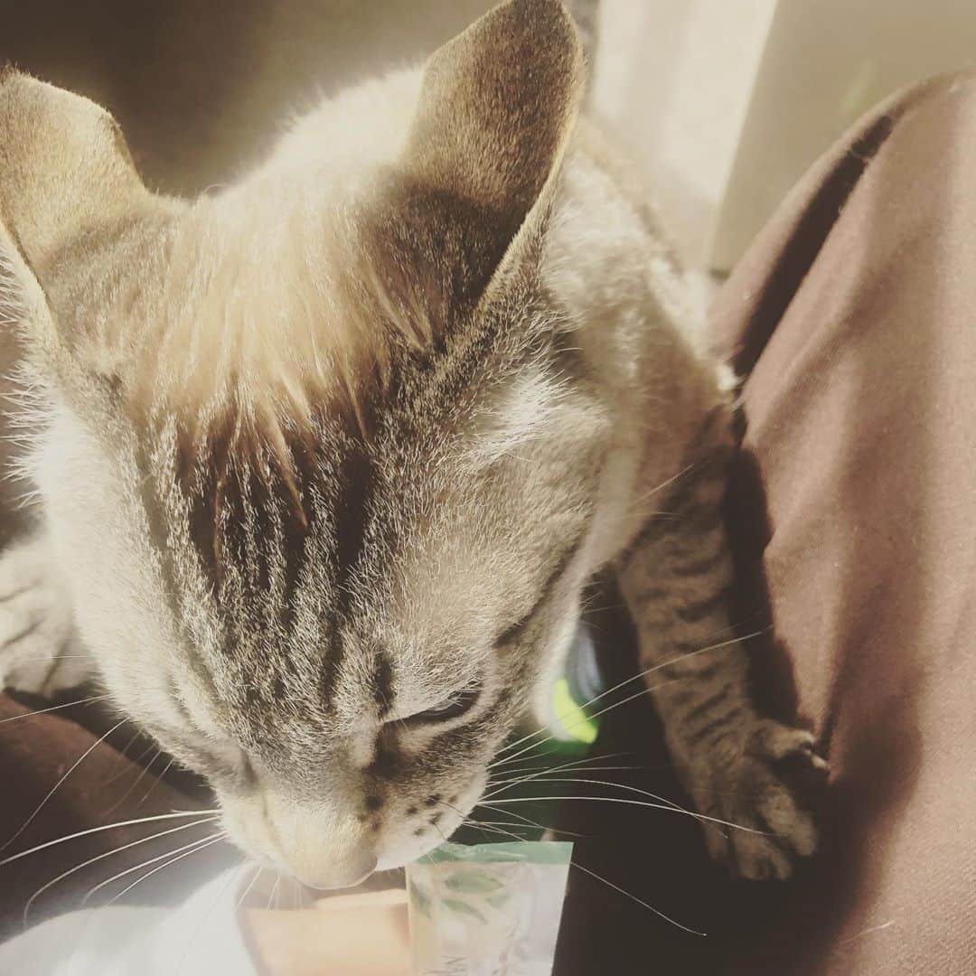 前原滉のインスタグラム：「ベランダで一緒におやつ。 かわおえええええぇぇぇぇぇぇえぉぉおええ」