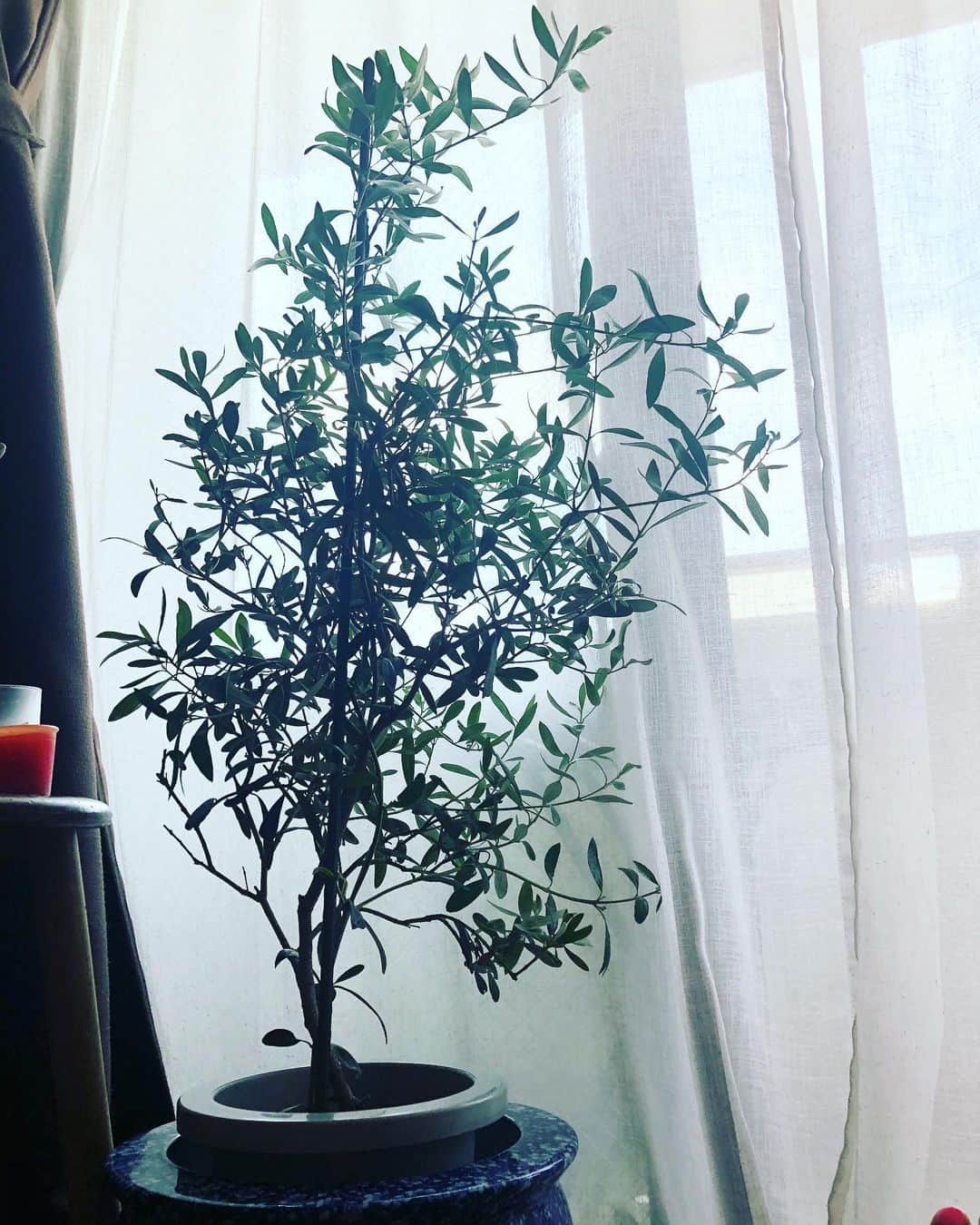 阿部洋子さんのインスタグラム写真 - (阿部洋子Instagram)「🌲 久しぶりにオリーブの木を購入。  何度枯らしたことか。 5代目くらいかなー なんか枯れちゃうんだよなー  なので、ここ数年は、 切り花ばかりだったんだけど。 ちょうどいい大きさのオリーブに 出合ってしまったーーー！  ベランダに出すと、 虫が寄ってきそうだから、 しばらくは窓際に。  まんまと StayHomeのわかりやすい過ごし方になってるな。  #olive #olivetree #stayhome」5月23日 16時19分 - hirocoring