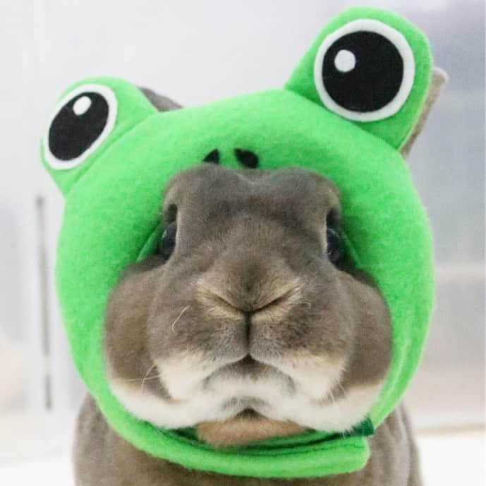 Kayoのインスタグラム：「梅雨ですけろ🐸 ・ ・ 3日連続雨降りでどっぷり梅雨。 ちょっと光合成したいケロ。」