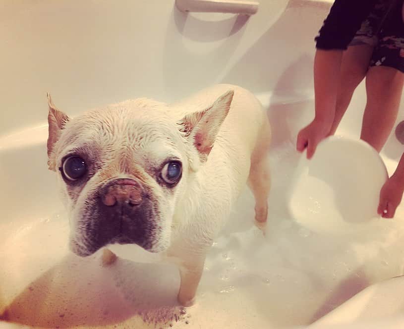 森本さやかさんのインスタグラム写真 - (森本さやかInstagram)「wash wash wash!! 🚿🐖✨🚿🐖✨ #washtime  #frenchbulldog  #frenchwash  #bathtime  #シャワータイム  #フレブルお風呂  #フレンチブルドッグ  #さっぱりお風呂」5月23日 16時58分 - sayakamorimoto1011